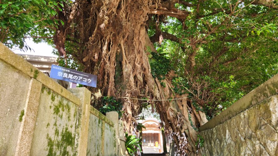 奈良尾神社のアコウの木